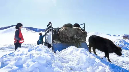 Monqolustanda son 50 ilin ən sərt qışı : 5 milyona yaxın heyvan tələf oldu