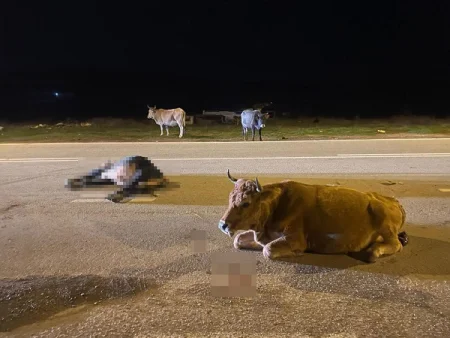 Avtomobil iribuynuzlu heyvanların üzərinə sürdü: 4 heyvan tələf oldu, 2 yaralı